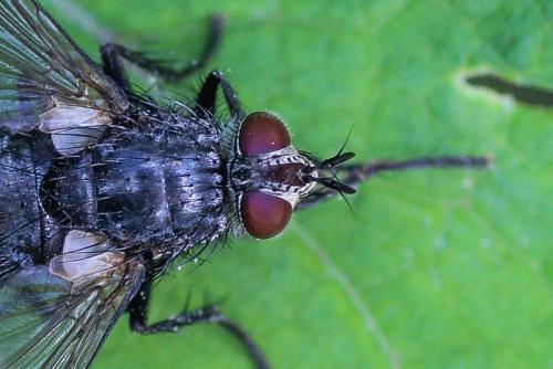 Panzeria sp.